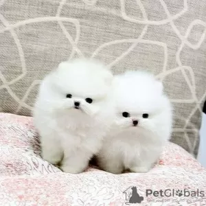 Photo №2 to announcement № 30182 for the sale of pomeranian - buy in Russian Federation private announcement