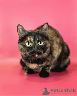 Additional photos: The wonderful cat Klava is looking for a family!