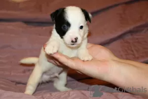 Additional photos: Jack Russell Terrier puppies