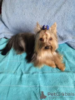 Photo №3. Cheerful and affectionate Yorkie puppy. Israel