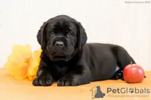 Photo №4. I will sell labrador retriever in the city of Orenburg. breeder - price - 593$