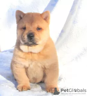 Additional photos: chow-chow puppy