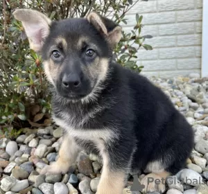 Photo №2 to announcement № 127746 for the sale of german shepherd - buy in Estonia private announcement