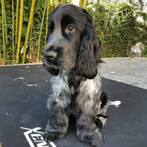 Photo №1. english cocker spaniel - for sale in the city of Copenhague | 370$ | Announcement № 83352