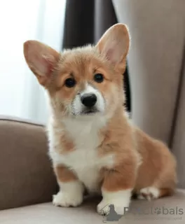 Additional photos: Welsh Corgi Pembroke puppies from titled parents