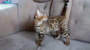 Additional photos: Bengal kitten