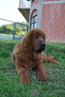 Additional photos: Tibetan Mastiff puppies