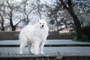 Additional photos: Samoyed puppies