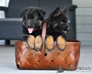 Additional photos: german shepherd puppies