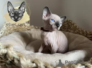 Additional photos: Canadian sphinx cat