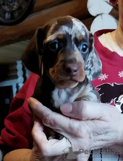 Photo №3. Miniature dachshund puppies, wirehaired and smooth, different colors. Belarus