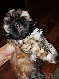 Photo №1. shih tzu - for sale in the city of Зарасай | 520$ | Announcement № 30013