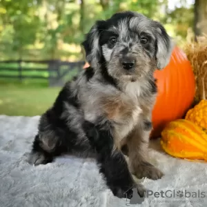 Photo №1. poodle (royal) - for sale in the city of Jacksonville | 500$ | Announcement № 125533