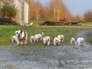 Photo №1. english bulldog - for sale in the city of Zele | 1268$ | Announcement № 120923