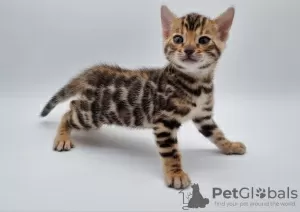 Photo №3. Bengal kittens for sale. United States