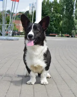 Photo №1. welsh corgi - for sale in the city of Voronezh | 455$ | Announcement № 2958