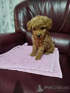 Photo №3. A toy poodle and a toy poodle. Serbia