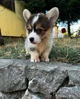 Additional photos: Welsh Corgi Pembroke puppies