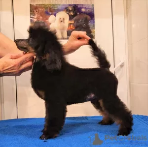 Additional photos: Miniature poodle male, born 06/30/24, the puppy is promising for exhibitions and