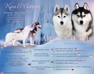 Photo №2 to announcement № 4829 for the sale of siberian husky - buy in Russian Federation from nursery