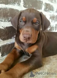 Photo №3. Doberman puppy. United States