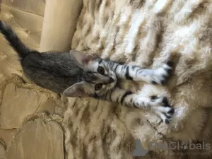 Additional photos: EGYPTIAN MAU KITTENS