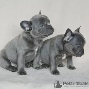 Photo №2 to announcement № 125625 for the sale of french bulldog - buy in United Kingdom 