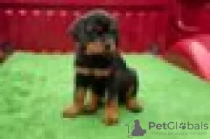 Photo №2 to announcement № 128426 for the sale of rottweiler - buy in Germany breeder