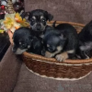 Additional photos: Selling Toy Terrier Puppies