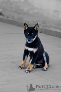 Photo №3. Black Shiba Inu Puppy (rare color). Spain