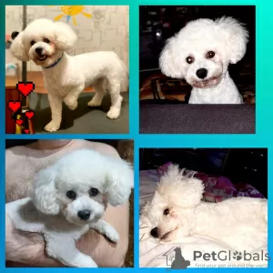 Photo №1. Mating service - breed: bichon frise. Price - negotiated