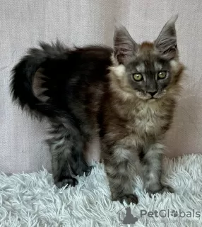 Photo №4. I will sell maine coon in the city of Lublin. breeder - price - 1057$