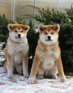 Additional photos: Akitu inu puppies from the Grand champion