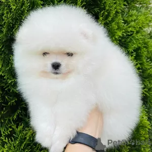 Photo №4. I will sell pomeranian in the city of Berlin. private announcement - price - 380$