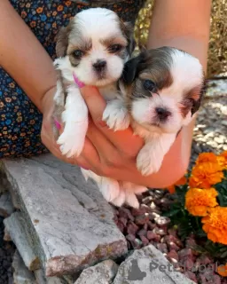 Photo №1. shih tzu - for sale in the city of Wieluń | negotiated | Announcement № 106803