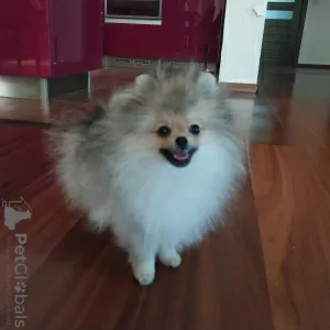 Additional photos: Miniature Pomeranian