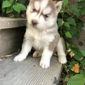 Photo №3. Reinrasige Siverian Husky-Welpen zu verkaufen. Germany