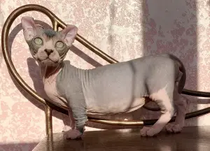 Photo №1. sphynx-katze - for sale in the city of Zaporizhia | 2234$ | Announcement № 4628