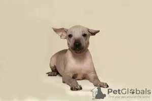 Additional photos: Mexican naked girls puppies - xoloitzcuintli