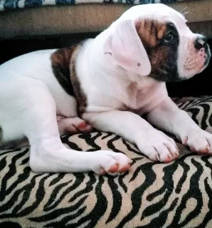 Additional photos: On sale 2 boys. American bulldog