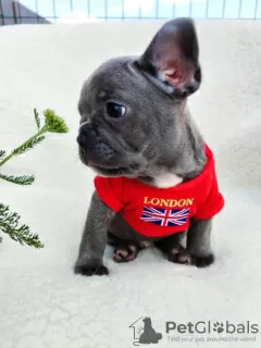 Photo №1. french bulldog - for sale in the city of Калифорния Сити | 350$ | Announcement № 117012