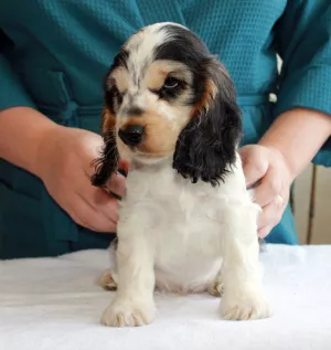 Photo №3. English Cocker Spaniel puppy. Russian Federation