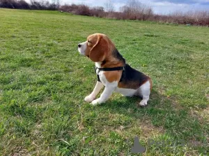 Additional photos: beagle