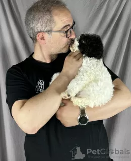 Additional photos: Lagotto Romagnolo BEAUTIFUL puppies