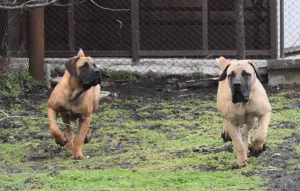 Photo №1. boerboel - for sale in the city of Krasnodar | 461$ | Announcement № 5645