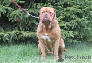 Additional photos: Dogue de Bordeaux puppies