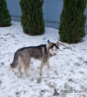 Additional photos: Siberian Husky puppies for sale