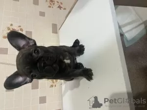 Photo №2 to announcement № 128326 for the sale of french bulldog - buy in Russian Federation private announcement