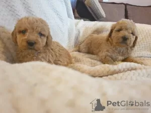 Additional photos: Apricot poodle puppies