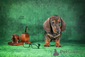 Photo №4. I will sell dachshund in the city of Kaliningrad. from nursery - price - 1162$